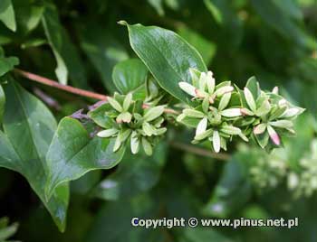 Abelia mosaska (koreaska) - liczne owoce