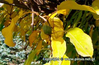 Aktinidia ostrolistna  `Issai` - owoce i te licie jesieni