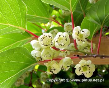 Aktinidia ostrolistna  `Issai` - kwiaty