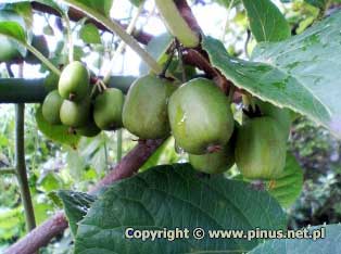 Aktinidia ostrolistna 'Jumbo' - owoce