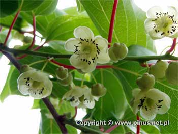 Aktinidia ostrolistna 'Jumbo' - kwiaty