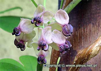 Akebia piciolistkowa - kwiaty w powikszeniu