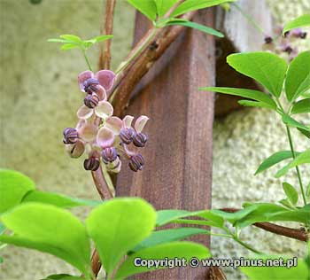 Akebia piciolistkowa - kwiaty