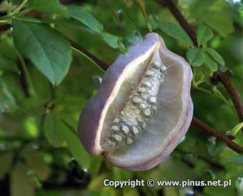 Akebia piciolistkowa - owoc z nasionami
