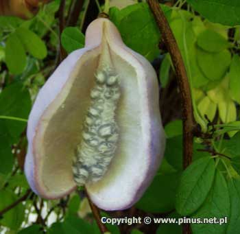 Akebia piciolistkowa - owoc z nasionami