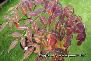 Aralia japońska - liście pierzasto złożone