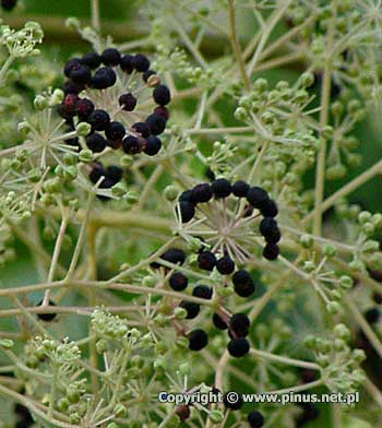 Aralia japońska - czarne, kuliste owoce 