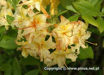 Azalia gandawska 'Narcissiflora' - kwiaty żółte