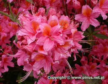 Azalia gandawska 'Pucella' ('Fanny') - ciemnorowe kwiaty