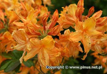 Azalia 'Golden Lights' - pomaraczowe kwiaty