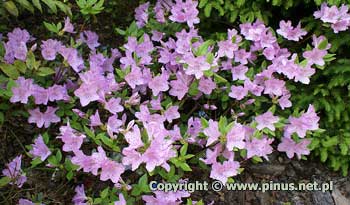 Azalia japoska 'Ledikanense' - liliowe, pojedyncze kwiaty