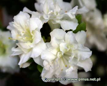 Azalia japoska 'Eisprinzessin' ('Hacheis') - kwiaty biae, pene