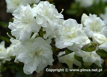 Azalia japoska 'Eisprinzessin' ('Hacheis') - kwiaty biae, pene