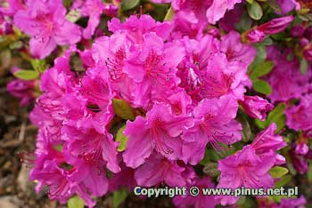 Azalia japoska 'Konigstein' - amarantowe kwiaty