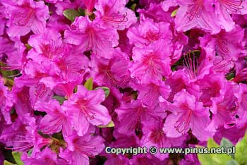 Azalia japoska 'Konigstein' - kwiaty amarantowe