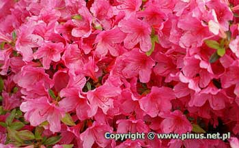 Azalia japoska 'Madame van Hecke' - drobne, rowe kwiaty, kwitnie obficie