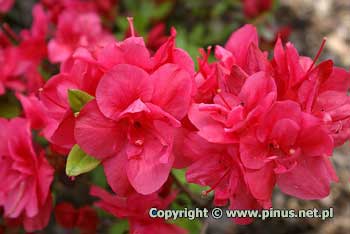 Azalia japońska 'Maraschino' - kwiaty karminowe, półpełne