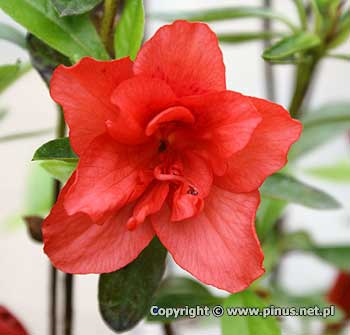 Azalia japoska 'Maria Derby' - kwiaty jasno czerwone, ppene