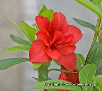 Azalia japoska 'Maria Derby' - jasno czerwone, ppene kwiaty