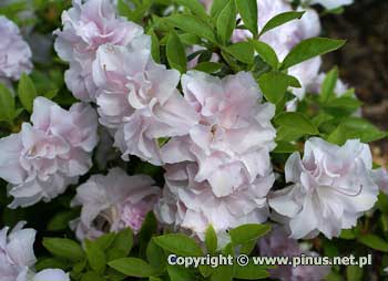 Azalia japoska 'Nancy Dippel' - jasnorowe, pene kwiaty