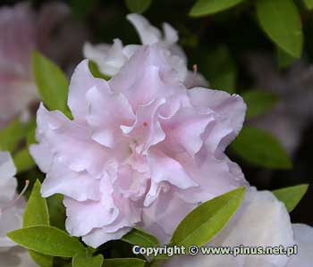 Azalia japoska 'Nancy Dippel' - kwiat peny, jasnorowy