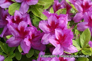 Azalia japoska 'Peppina' ('Hachpepp') - kwiaty amarantowe, due