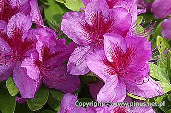 Azalia japoska 'Peppina' ('Hachpepp') - kwiaty amarantowe z purpurowym rysunkiem