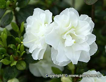 Azalia japoska 'Schneeperle' ('Hachschnee') - kwiaty biae, pene
