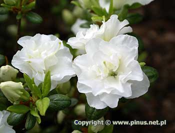 Azalia japoska 'Schneeperle' ('Hachschnee') - biae, pene kwiaty