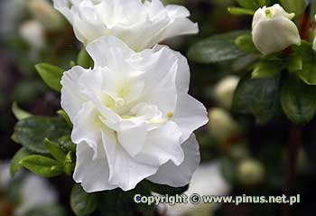 Azalia japoska 'Schneeperle' ('Hachschnee') - kwiaty pene, biae