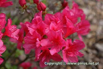 Azalia japoska 'Tootsie' - kwiaty karminowe, pojedyncze
