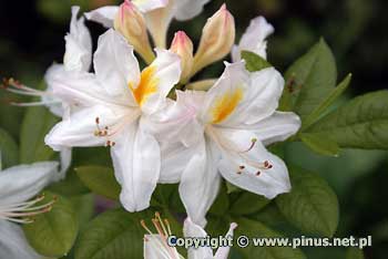 Azalia 'Persil' - kwiaty biae z ta plam, pki rowo-kremowe