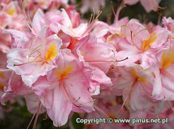 Azalia 'Satomi' - jasnorowe kwiaty z t plamk