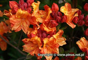 Azalia omszona 'Glowing Embers' - kwiaty miedziano-pomaraczowe