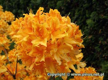Azalia omszona 'Christopher  Wren' - pomaraczowe kwiaty