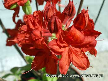 Azalia omszona 'Dolorosa' -  ciemnoczerwone kwiaty