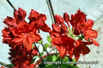 Azalia omszona 'Dolorosa' - kwiaty ciemnoczerwone