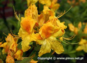 Azalia omszona 'Goldpracht'- kwiaty te z pomaraczow plam
