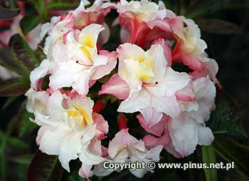 Azalia omszona 'Jack A. Sand' - rowo-biae kwiaty, kuliste kwiatostany