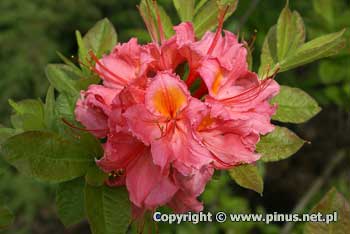 Azalia omszona 'Pink Delight' - kwiaty rowe, due