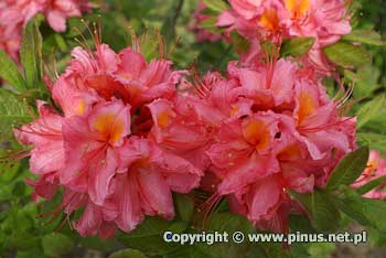 Azalia omszona 'Pink Delight' - rowe kwiaty, kuliste kwiatostany