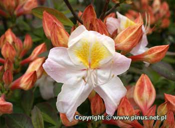 Azalia omszona 'Silver Slipper' - rowo-biae kwiaty, toczerwone pki
