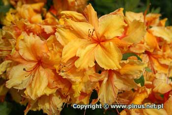 Azalia omszona 'Sunte Nectarine' - kwiaty pomaraczowo-czerwone