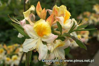 Azalia omszona 'Toucan' - zocisto-rowo-biae kwiaty