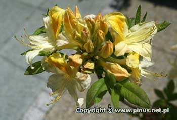 Azalia omszona 'Toucan' - kwiaty rowo-biae, pki kremowe
