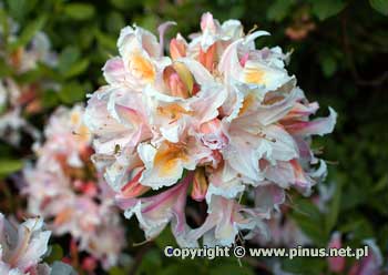 Azalia zachodnia 'Irene Koster' - kwiaty jasnorowe z ta plam
