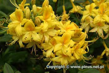 Azalia pontyjska - kwiaty zocisto-te, pachnce