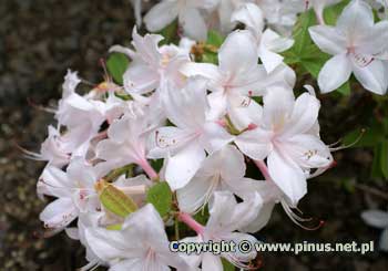 Azalia 'White Lights' - kwiaty bladoróżowe