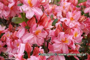 Azalia 'Raimunde' - bardzo liczne rowe kwiaty z pomaraczow plam