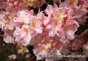 Azalia 'Satomi' - kwiaty jasnorowe z t plamk